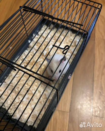 Сирийский хомяк бесплатно