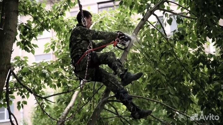 Расчистка участка от деревьев и кустарников