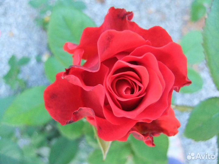 Розы сорта Эль Торо