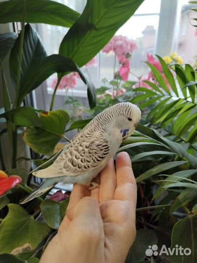 Попугаи ввп чехи