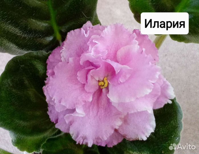 Детки сортовых фиалок