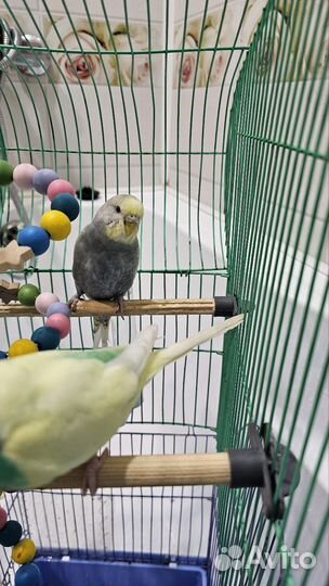 Продам попугайчиков