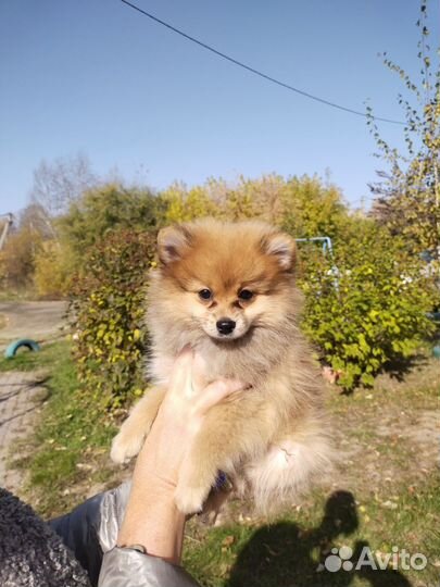 Щенки шпица