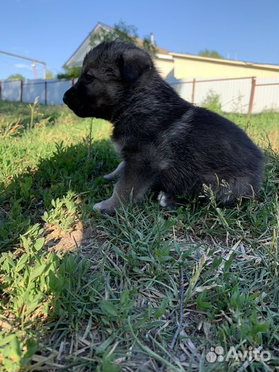 Щенки даром в добрые руки