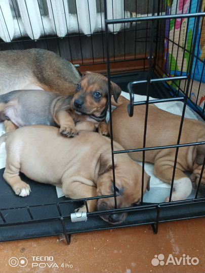 Щенки питбультерьера