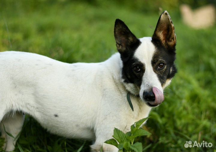 Маленькая собачка Эльза ищет семью