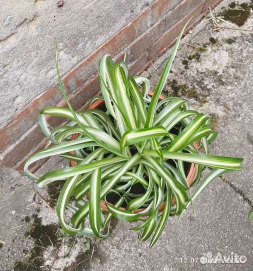 Хлорофитум кудрявый (Бонни)