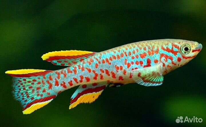 Африканские рыбки килли