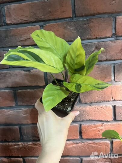 Калатея yellow fusion