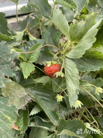 Рассада клубники и земляники