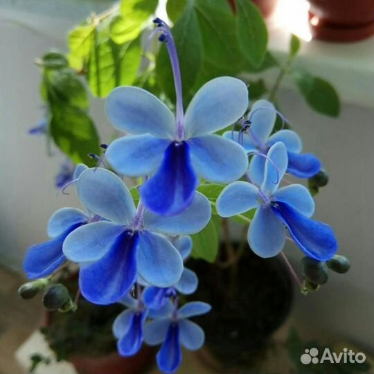 Клеродендрум Томпсона и Угандийский.Хлорофитум