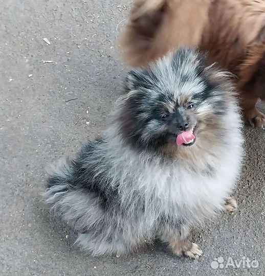 Щенки шпица и подростки,взрослые суки,питомник