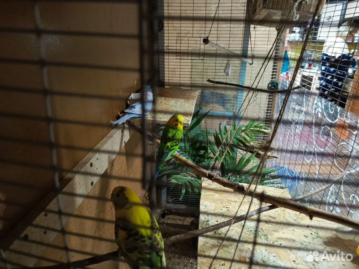 Волнистый попугай