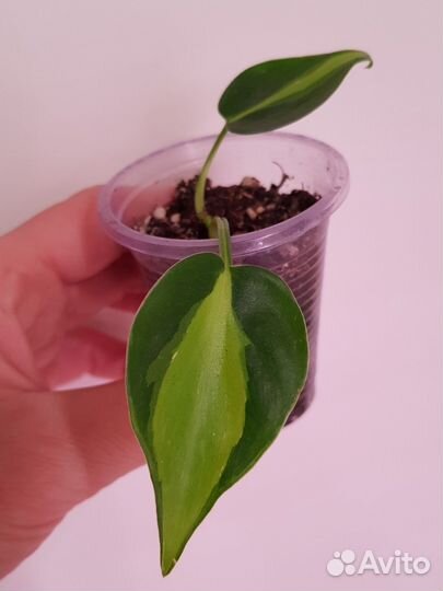 Сциндапсус, филодендрон, фикус и др