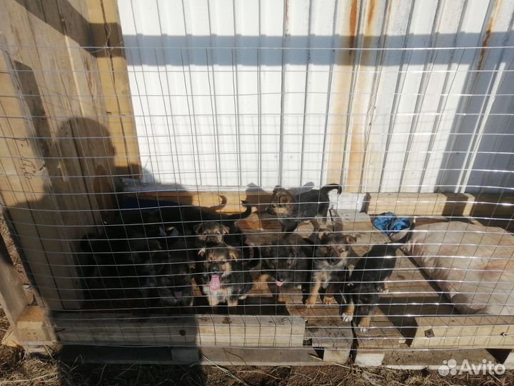 Щенки немецкой овчарки