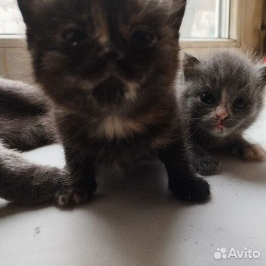 Святые котята)