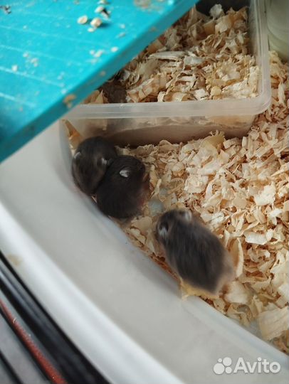 Джунгарский хомяк бесплатно