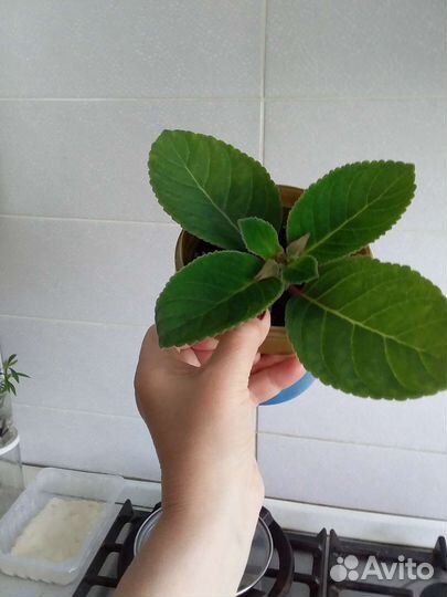 Глоксиния и глоксиния тедди