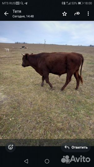 Быки на мясо живым весом
