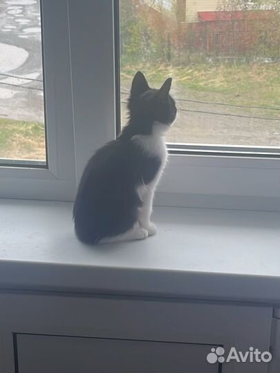 Отдам кошку