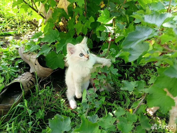 Котёнок девочка Беляночка