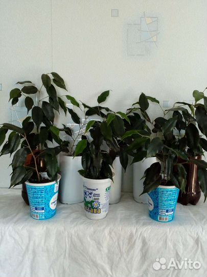 Бенджамина фикус,замиакулькас,берёзка