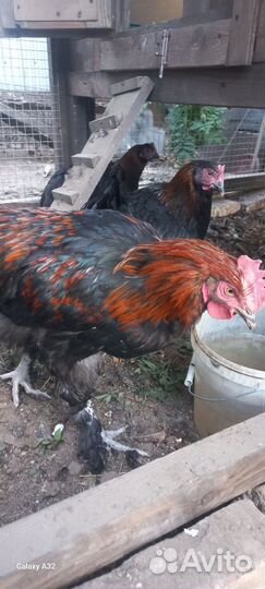 Петухи породы маран