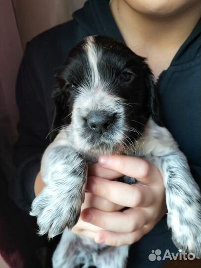 Русский спаниель