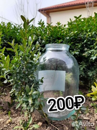 Самшит, буксус