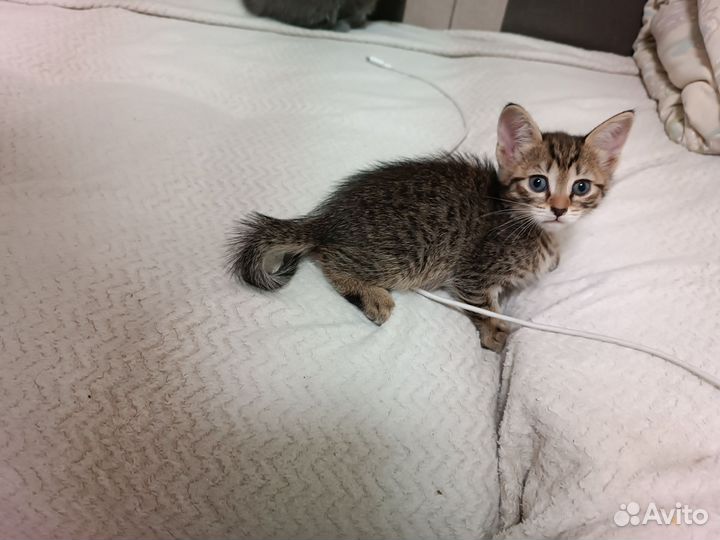 Кошка
