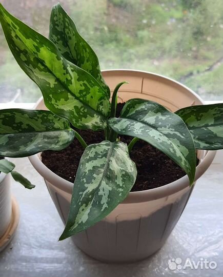 Домашние растения