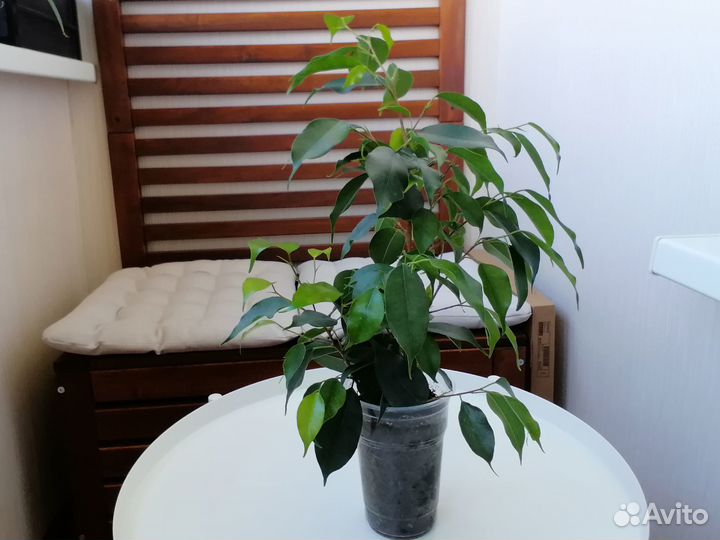 Комнатные цветы (растения)