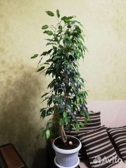Фикус бенджамина