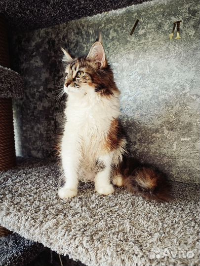 Мейн-кун котенок