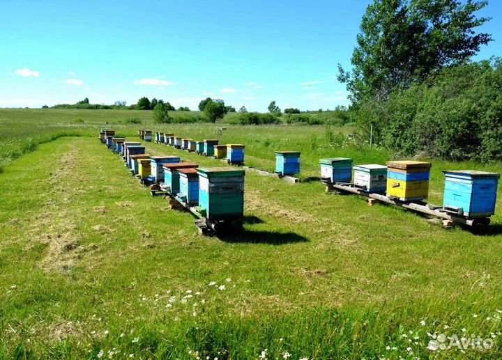 Мёд натуральный с Алтая оптом