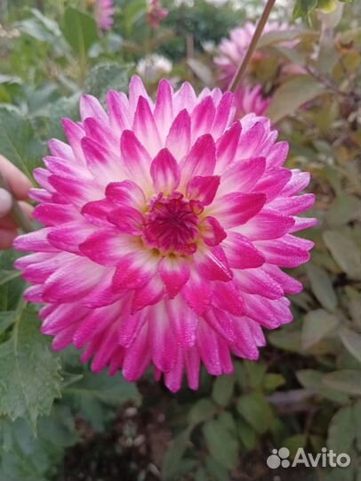 Георгины клубни и на срез, лилейники