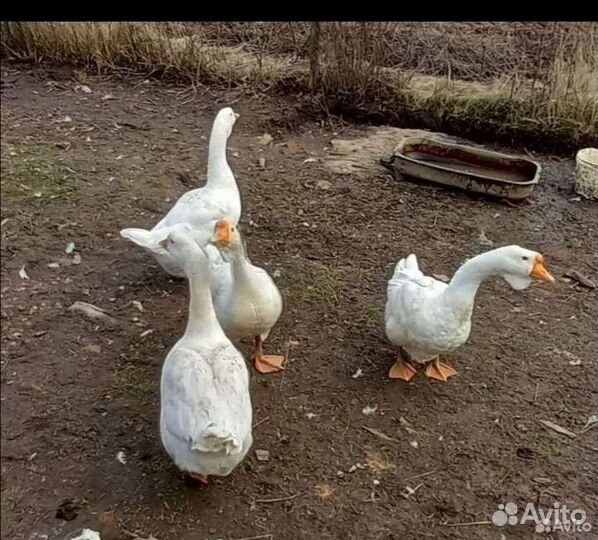 Домашняя птица