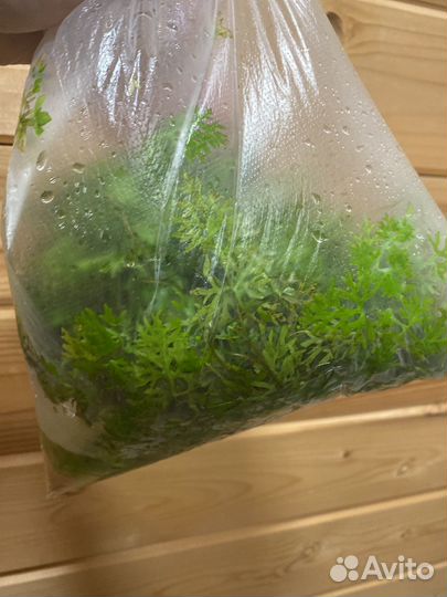 Аквариумные растения прополка