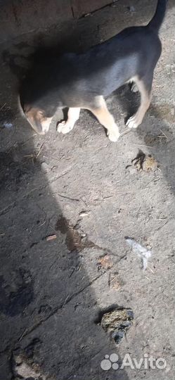 Собаки щенки