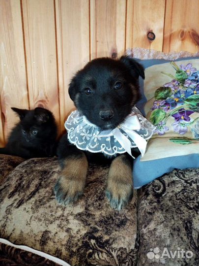 Щенок дворянской породы