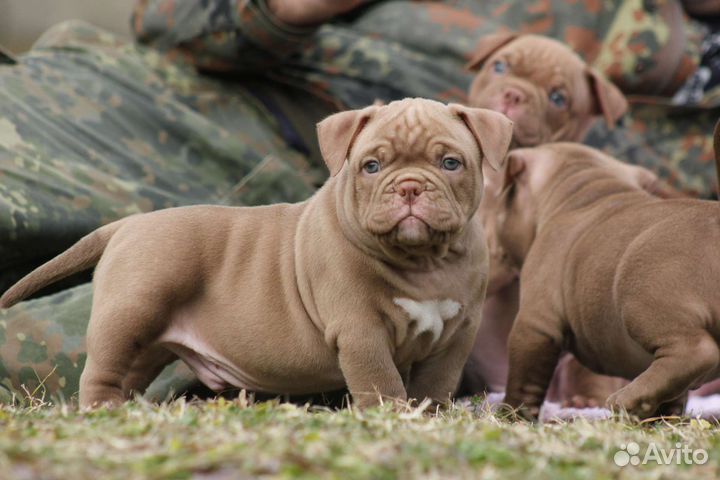 Американский булли