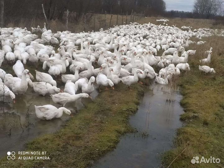 Яйцо гусиное (Линда)