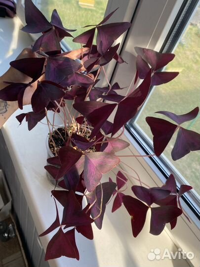 Оксалис кислица