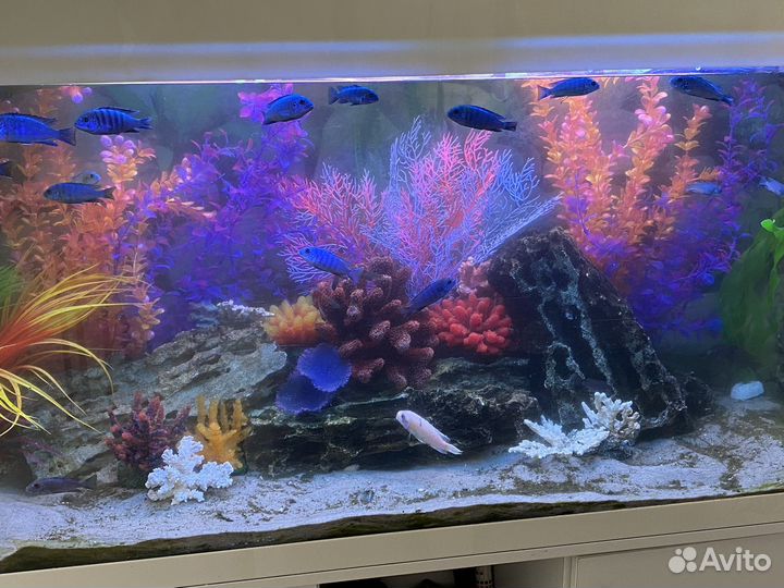 Аквариум с оборудованием