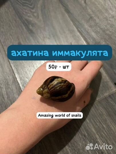 Улитки ахатины