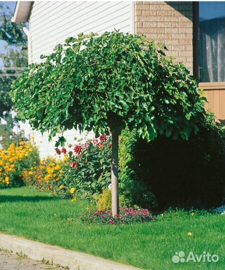 Саженцы Шелковицы на штамбе (зкс)