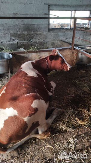 Корова стельная и телка