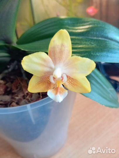 Орхидея фаленопсис 