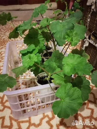 Герань пеларгония зональная