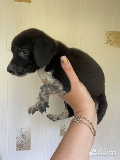 Щенки курцхаара